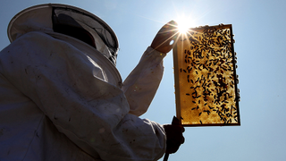 Beehive Thefts Explode in New Zealand Because the Bees Can't Catch a Break